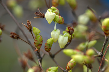 Obraz premium ドウダンツツジ