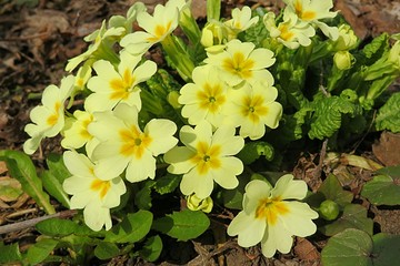 Yellow primula flowers in the garden in spring, closeup