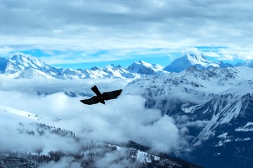 Yellow billed chough flying in front of swiss alps scenery. Winter mountains. Bird silhouette. Beautiful nature scenery in winter. Mountain covered by snow, glacier. Panoramatic view, Switzerland
