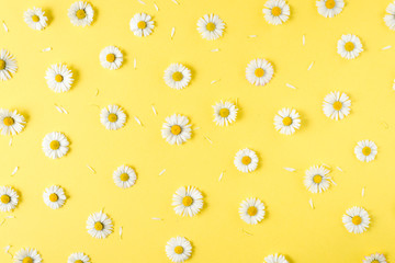Flowers composition. Chamomile flowers on pastel yellow background. Spring, summer concept. Flat lay, top view, copy space