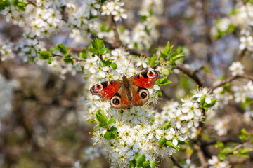 ein Schmetterling sitzt auf weißen Kirschblüten und kostet Nektar