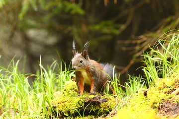 Eichhörnchen