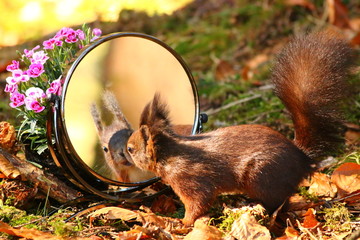 Eichhörnchen schaut in Spiegel
