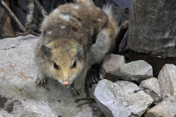 Tiger quoll animal Tasmania Australia