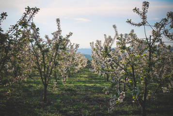 Spring cherry blossom