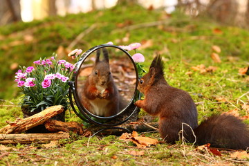Eichhörnchen schaut in Spiegel