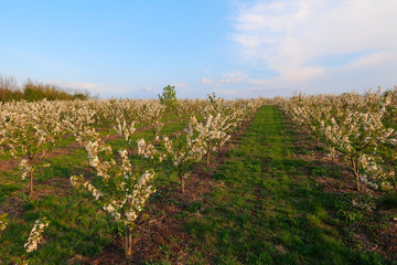 Spring cherry blossom