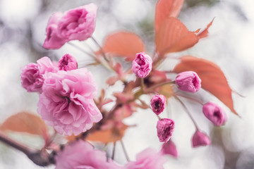 Cherry blossom spring flowers background