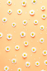 Flowers composition. Pattern made of chamomiles, petals on pastel orange background. Spring, summer concept. Flat lay, top view, copy space