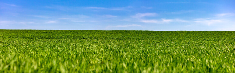ein riesiges Feld mit jungen kleinen Maispflanzen
