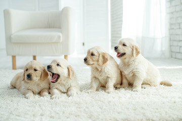 Puppies at home on the carpet 