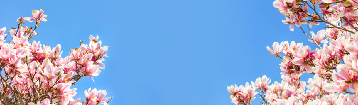 Magnolie vor blauem Himmel im Fr&uuml;hling