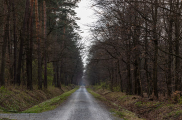 Niepolomice Forest