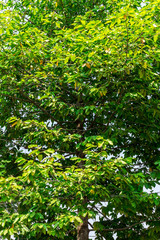 Background of nature