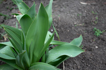 Obraz premium nice and textural, green and clean plant leaves. 