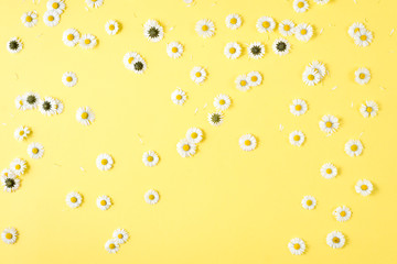 Flowers composition. Chamomile flowers on pastel yellow background. Spring, summer concept. Flat lay, top view, copy space