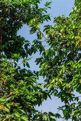 Background of nature