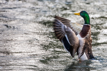 Mallard, Wild Duck, Anas platyrhynchos,