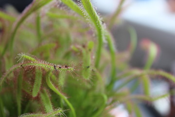  carnivorous plant and flies