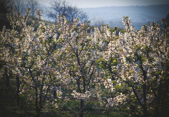 Spring cherry blossom