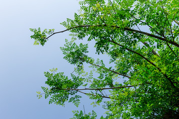 Background of nature