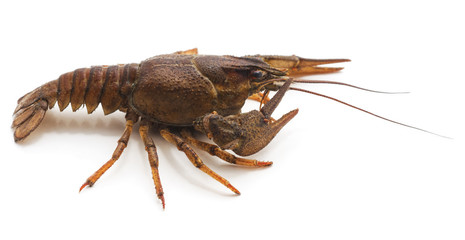 One brown crayfish.
