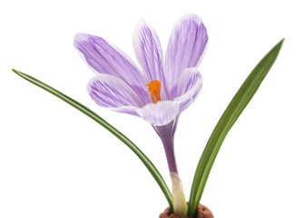 One purple crocus.