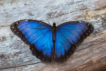 close-up blue morpho butterfly (morpho peleides) sitting on wood