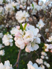Apple blossoms clos-up, light ping