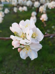 blooming apple tree, 