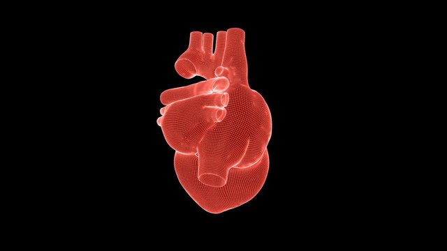 Beating human heart wireframe rotating with Alpha Channel, seamless loop