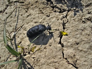 Black beetle Mike