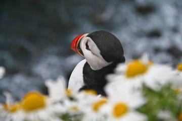Papageientaucher Puffin auf Island