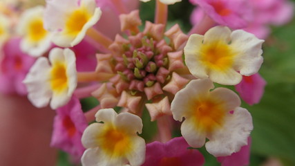 background of flowers