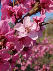 pink flowers of a peach tree