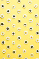 Flowers composition. Pattern made of chamomiles, petals on pastel yellow background. Spring, summer concept. Flat lay, top view, copy space