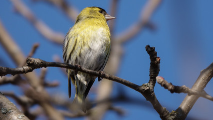 Greenfinch perched on a branch against a clear blue sky background and looking to the right