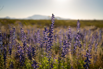 Closeup shot of field of beautiful flowers