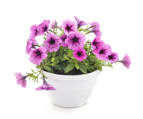 Colorful petunia in the pot.