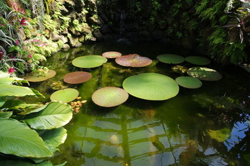water lily in pond