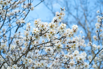 Blossoming almond tree branches, the background blurred.