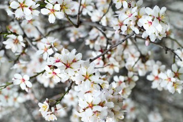 Blossoming almond tree branches, the background blurred.
