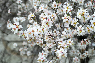 Blossoming almond tree branches, the background blurred.
