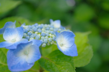 Close-up nature view of Lacecap Hydrangea