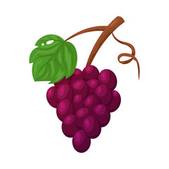 Vector illustration of grape and bunch icon. Set of grape and fruit stock symbol for web.