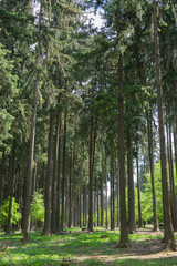 Frühlingslandschaft im Wald