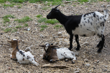 Obraz premium Ziegen-Nachwuchs mit Mutterziege