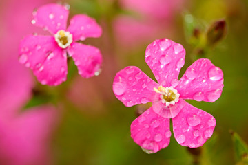 Fototapeta na wymiar Droplets on red campion flowers.