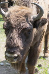 Wisent (Bos bonasus)