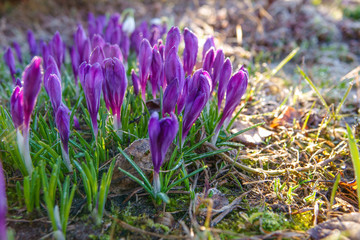 Crocus, plural crocuses or croci is a genus of flowering plants in the iris family.